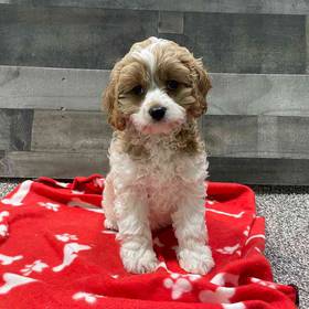 Star, Female Cavapoo Puppy for sale in Troy