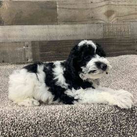 Mini Poodle