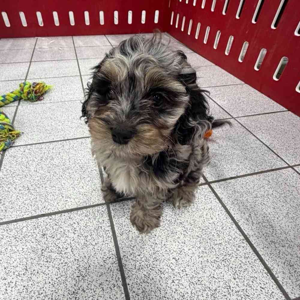 pet breed image