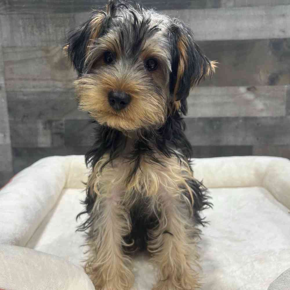 pet breed image
