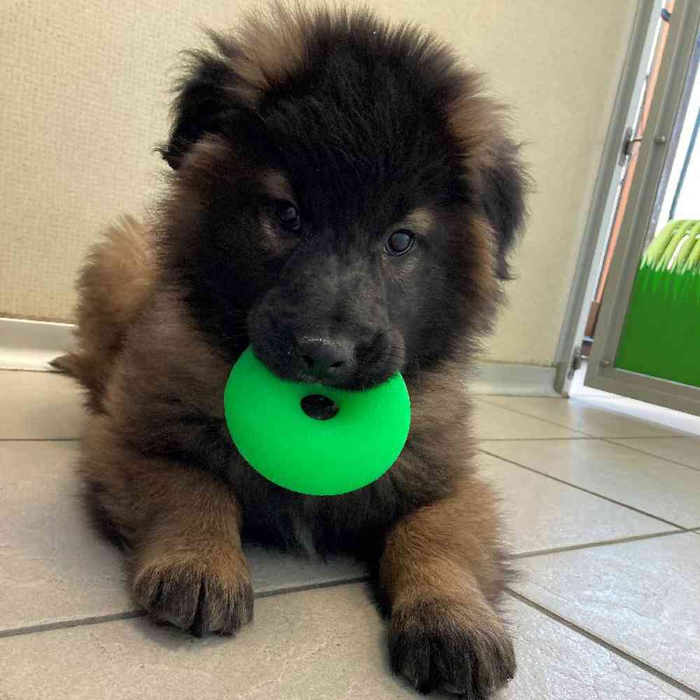 Male Belgian Tervuren Puppy for sale