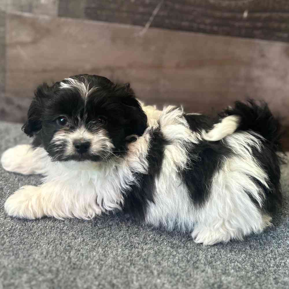 Image of a pet breed in the gallery