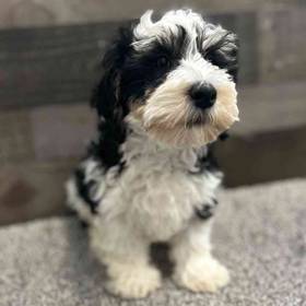 Mini Bernedoodle