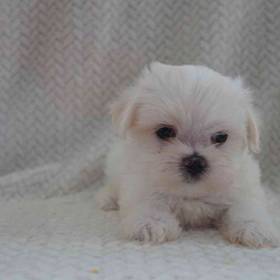 Maltese
