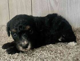 Mini Bernedoodle