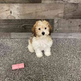 Bichon-Poodle