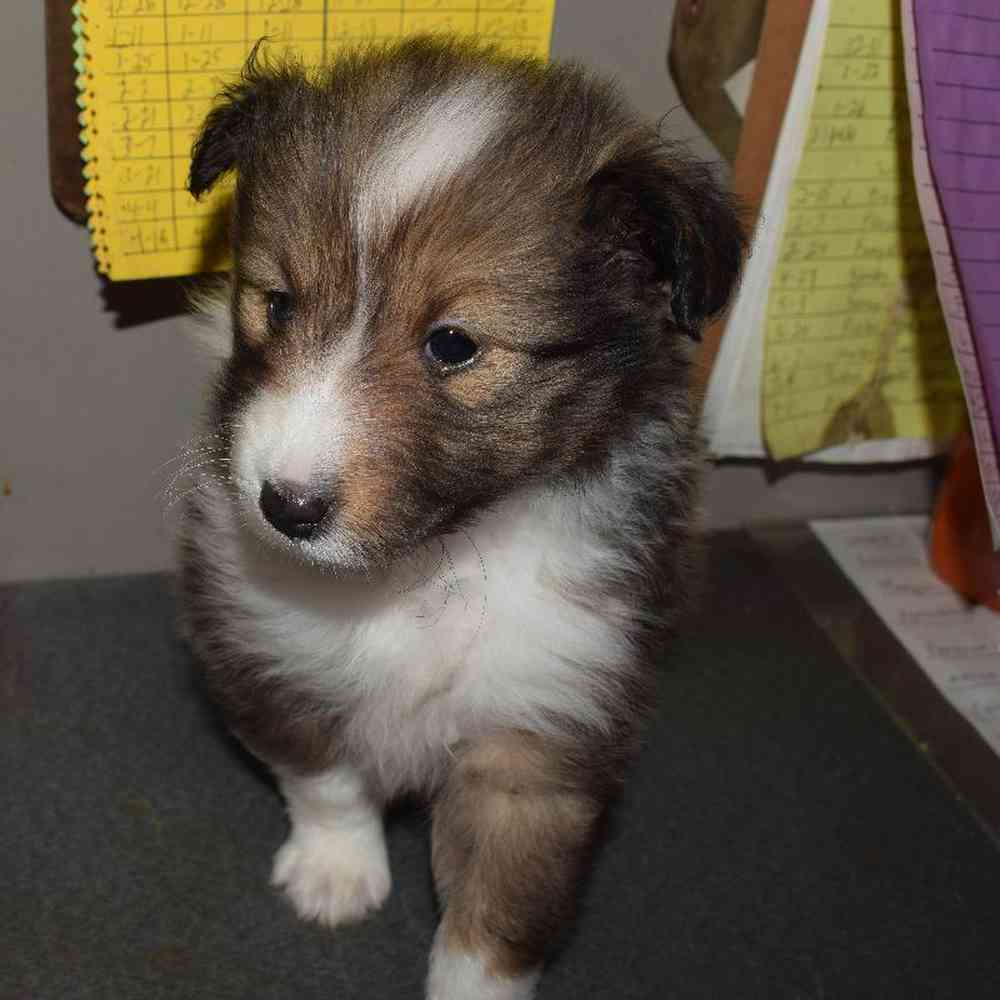 Male Sheltie Puppy for sale