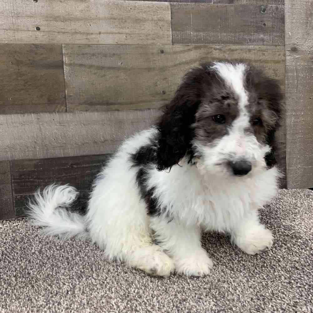 Mini Bernedoodle