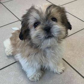 Shih Tzu