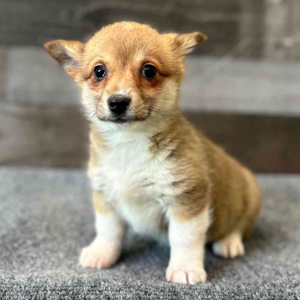 Image of a pet breed in the gallery
