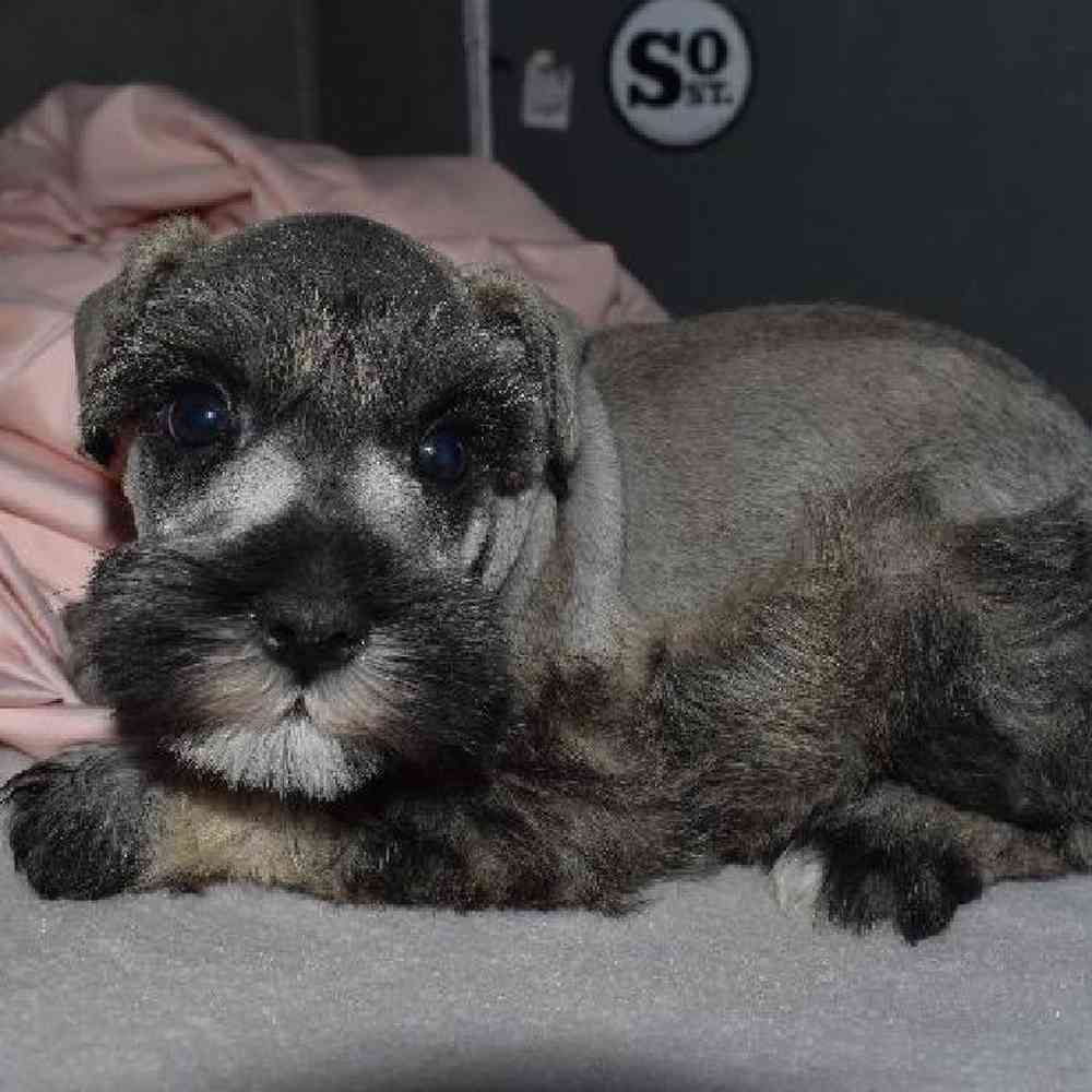 Male Mini Schnauzer Puppy for sale