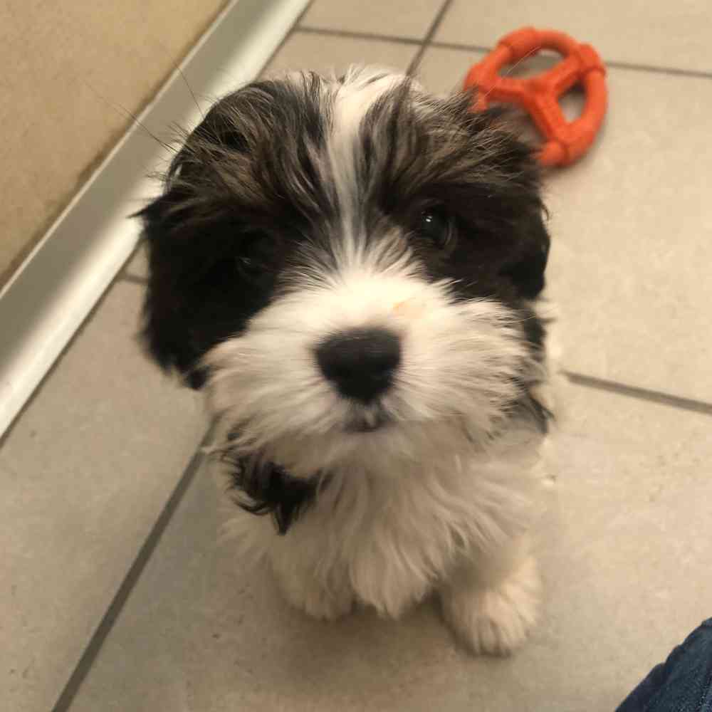 Havanese cavalier king charles spaniel best sale mix