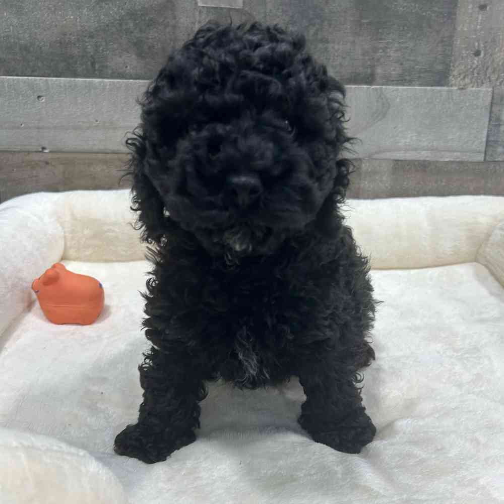 pet breed image