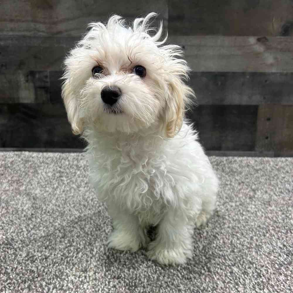Image of a pet breed in the gallery