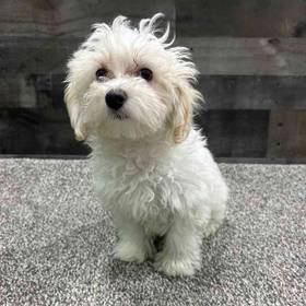Maltipoo