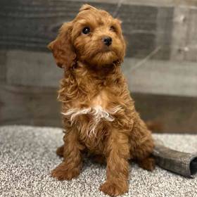 Cavapoo