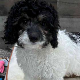Cavapoo