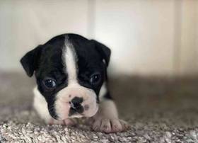 Boston Terrier