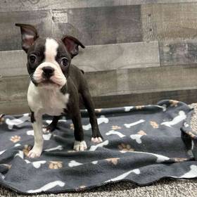 Boston Terrier