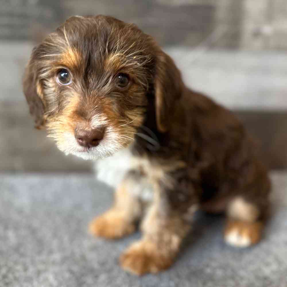 pet breed image