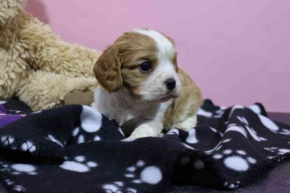 Cavalier King Charles Spaniel