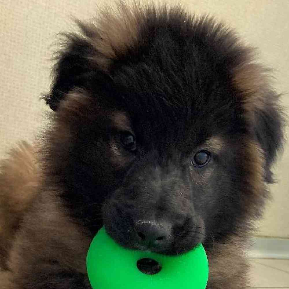 Male Belgian Tervuren Puppy for sale