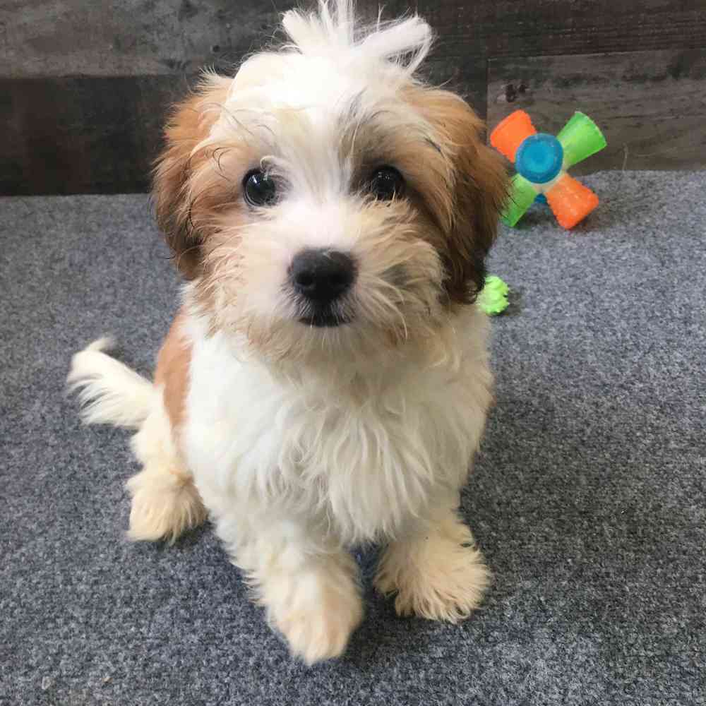 pet breed image