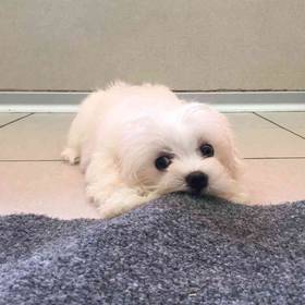 Maltese