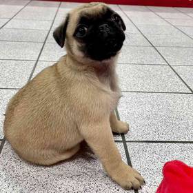 Pug