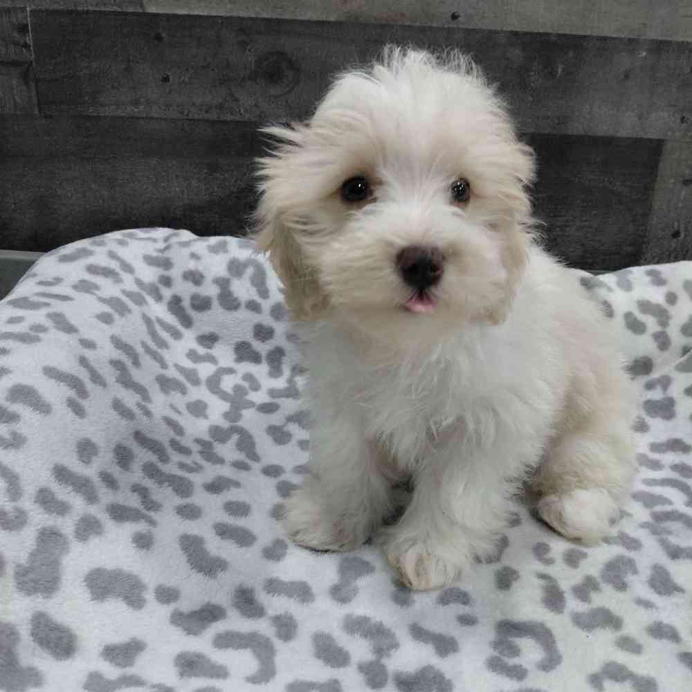 pet breed image