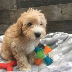 Cavapoo
