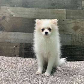 Pomeranian