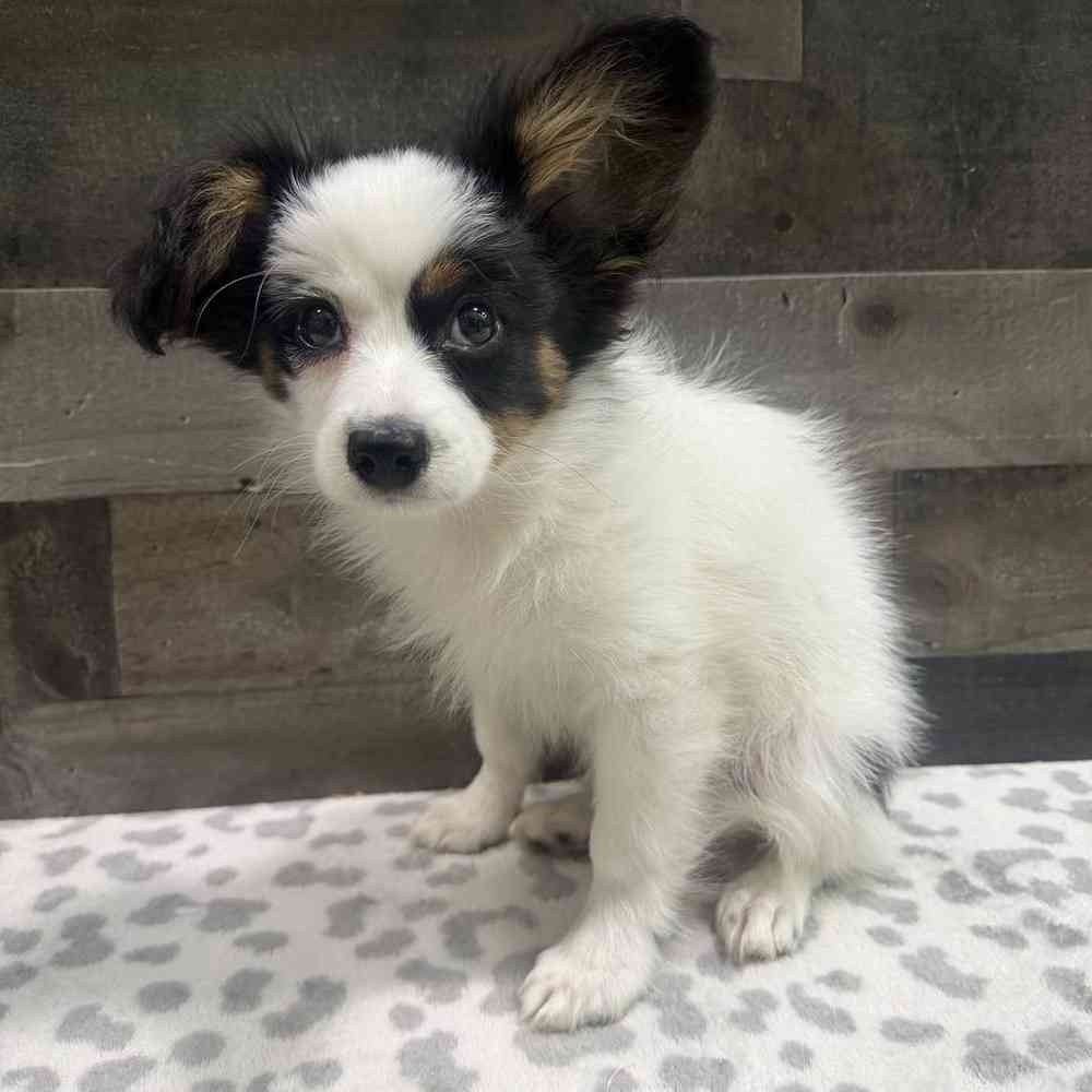 image_cropper_00076DA6-0D32-4287-B1CC-A8F4718E7461-47001-0000229BF2BA028B.jpg