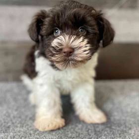 Mini Schnauzer