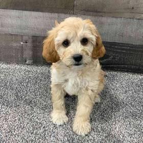 Cavapoo