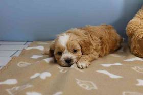 Shihpoo