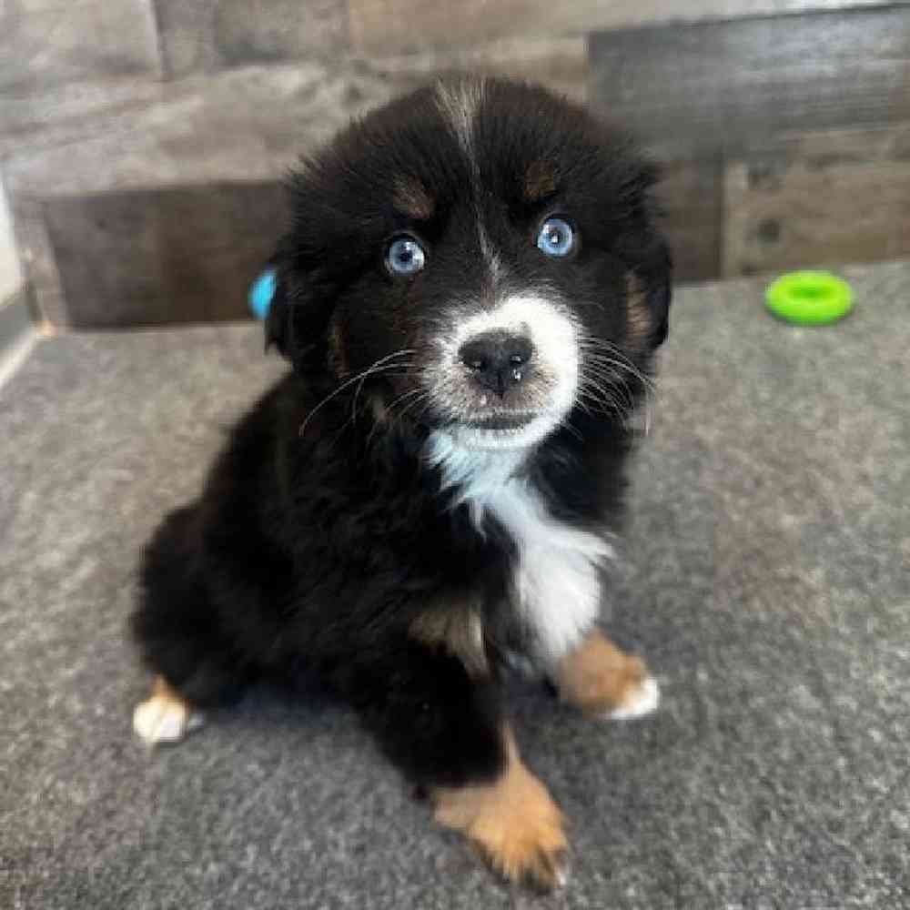 Female Mini Aussie Puppy for Sale in Troy, MI