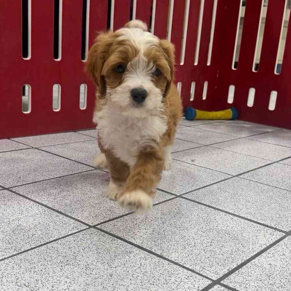 carousel pet images