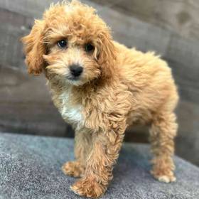 Mini Poodle