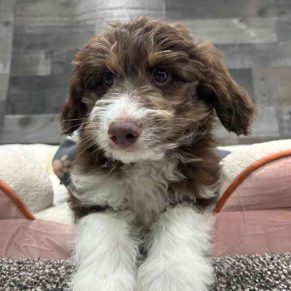Coco