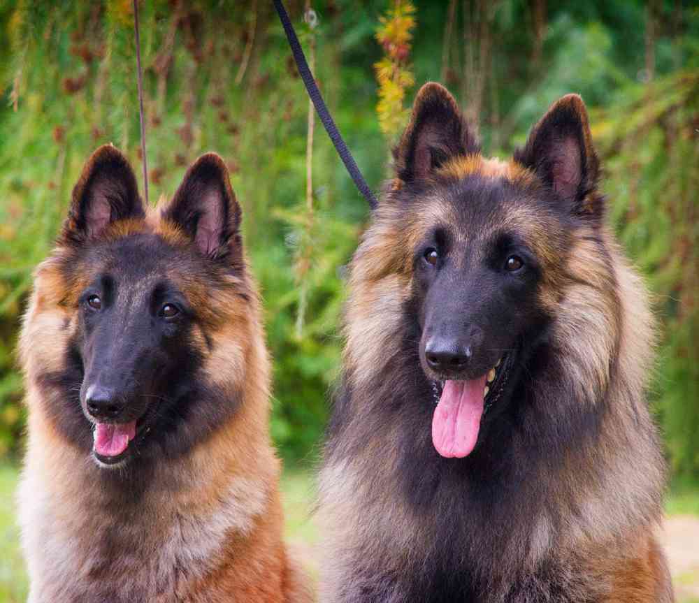 Tervuren colors black & hot sale cream