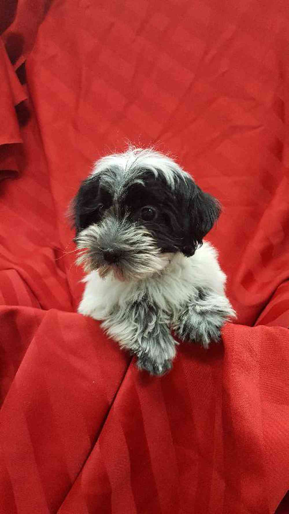 Havaton puppies cheap