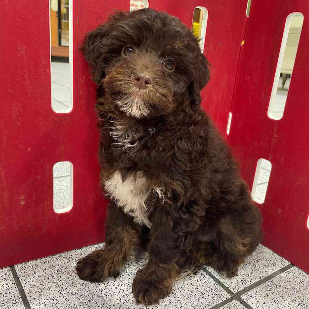 Toy mini aussiedoodle new arrivals