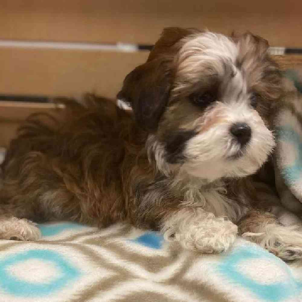 Female Shih Tzu Havanese Puppy for sale