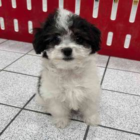 Coton Poodle