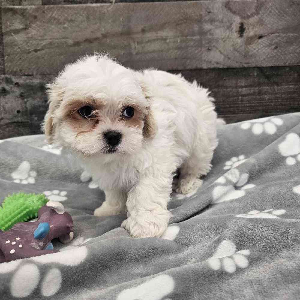 Male Shichon Puppy for Sale in Troy, MI
