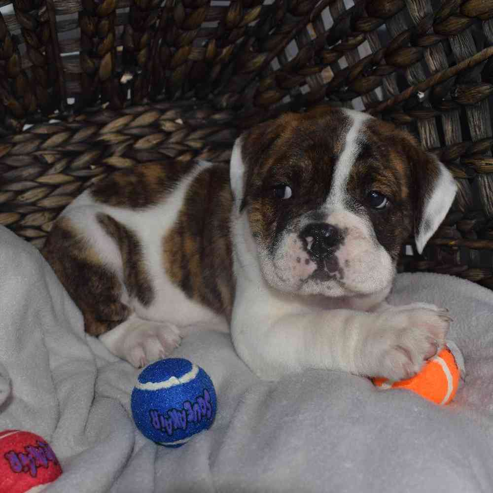 Female Boggle- doggle Puppy for sale