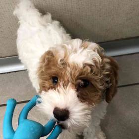 Mini Poodle