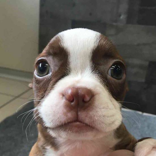 Velma