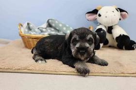 Mini Schnauzer